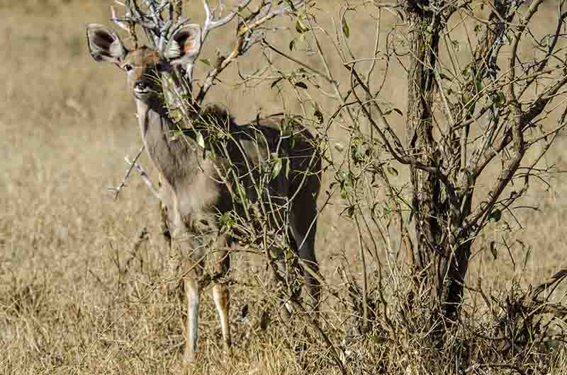 71 - Antilope Kudu - parque nacional Kruger - Sudafrica
